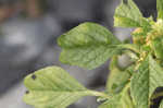 Purple amaranth